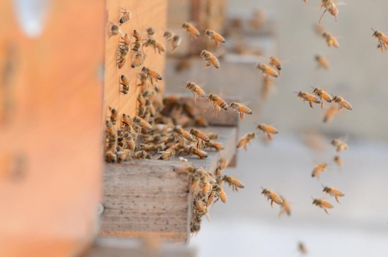 Beekeeping and Technology